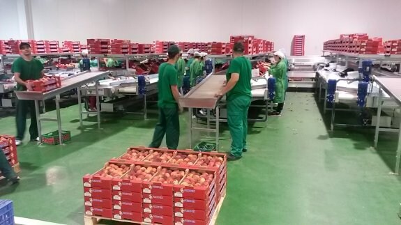 Trabajadores de la central frutícola de la cooperativa San Isidro. :: F. H.