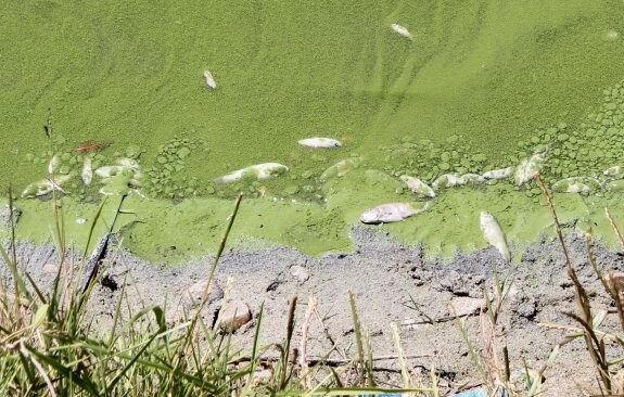 Peces muertos en la orilla de la laguna. :: C.P.