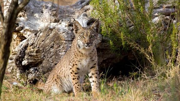 Más de 70 ejemplares de lince ibérico han sido liberados en los últimos cuatro años