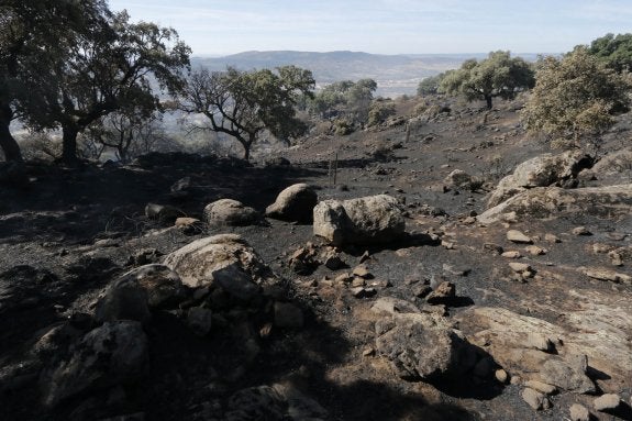 Zona de monte afectada por el fuego en la parte alta de la finca Valcorchero. :: andy solé