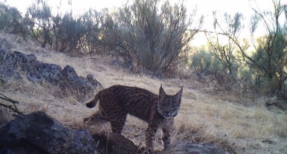 K2, el lince macho hallado muerto. :: Samuel Pla / life iberlince