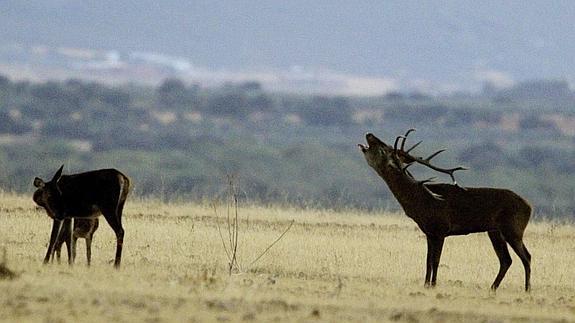La berrea de los ciervos en Extremadura en otoño, todo un espectáculo en plena naturaleza. 