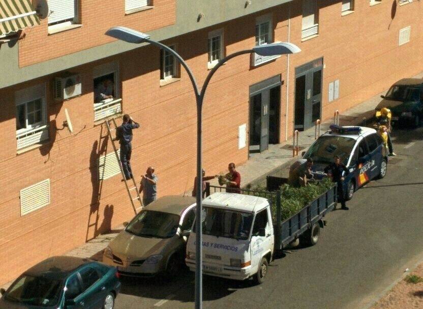 Los agerntes sacan las plantas de marihuana por la ventana para transportarlas en una camioneta.