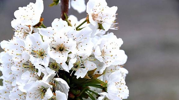 El Valle del Jerte prepara ya su fiesta del Cerezo en Flor