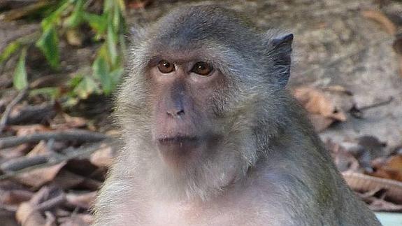 Jessy, la mona huérfana adoptada por el dueño de los bungalows en Kohpayam.