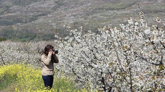 Una mujer fotografía la floración de los cerezos del Jerte:: HOY.