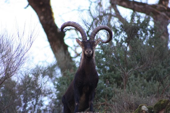 Ejemplar de macho montés en plena sierra. :: c.l.