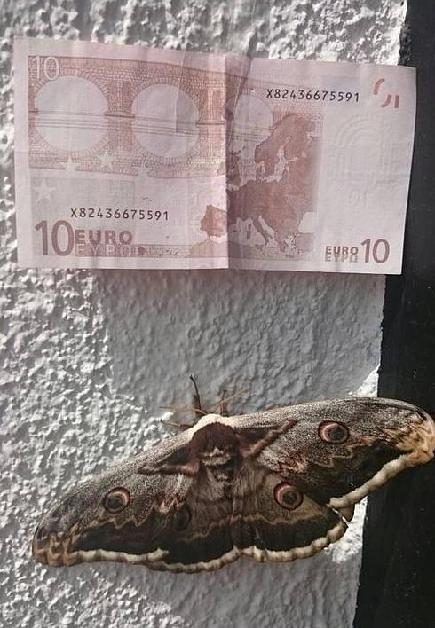 Gran pavón nocturno avistado hoy en una finca de Santibáñez el Alto. :: Alfonso García Cobaleda