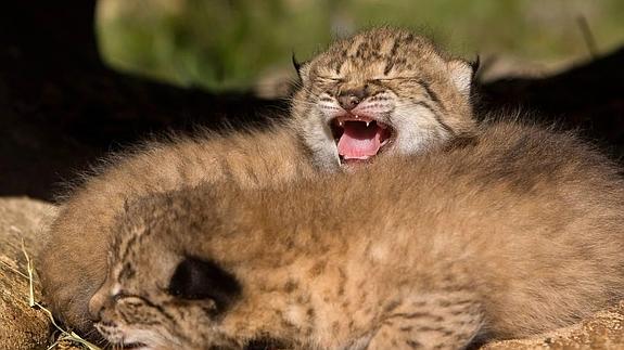 Imagen de archivo de cachorros descansando en el Centro de Cría del Lince Ibérico de El Acebuche, en el Parque Nacional de Doñana. 