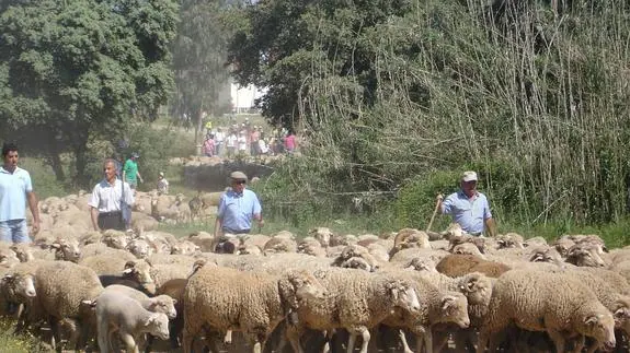 El FEGA acepta 2.497 solicitudes de ayudas para compensar las desventajas del ovino