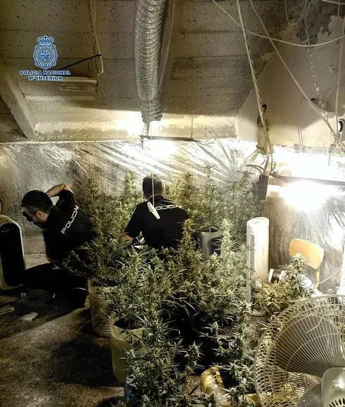 La plantación de marihuana estaba en el punto óptimo para la recolección de la droga:: HOY