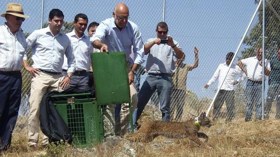 Liberación de un lince en Valencia de las Torres el pasado año
