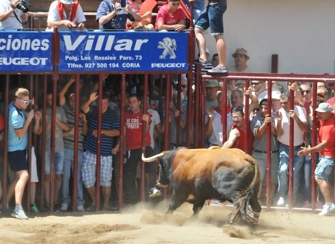 Encierros taurinos de Coria, la pasada semana. :: david palma