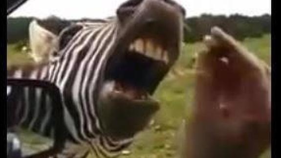 La zebra que canta
