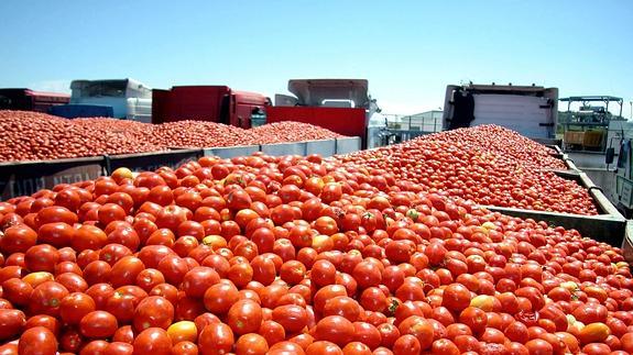 Comiones cargados de tomate, el verano pasado:: HOY