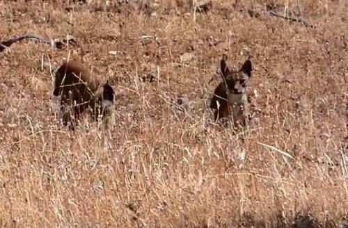 Un vídeo permite ver a cachorros de lince nacidos en libertad en Extremadura
