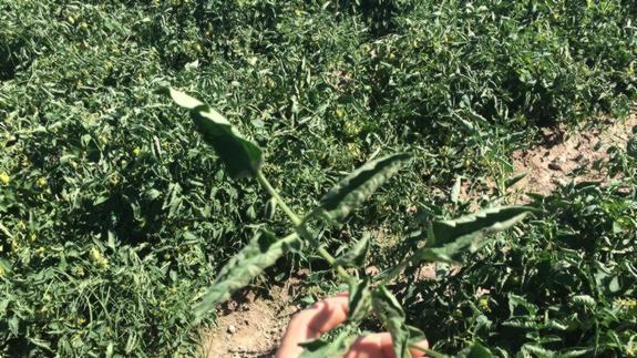 Plantas de tomate quemadas tras caerles primero la tormenta y luego soportar el calor