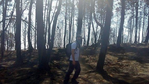 Iván Sánchez, de Adopta Plasencia, recorriendo ayer un pinar quemado de Perales del Puerto.