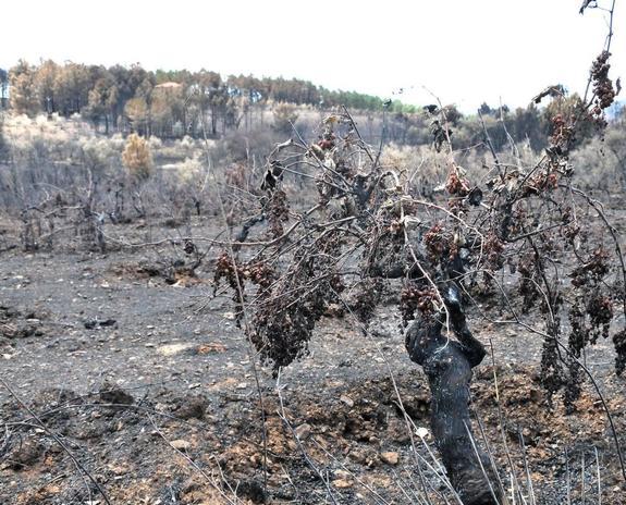 Un paraje de la Sierra de Gata arrasado por las llamas. :: david palma