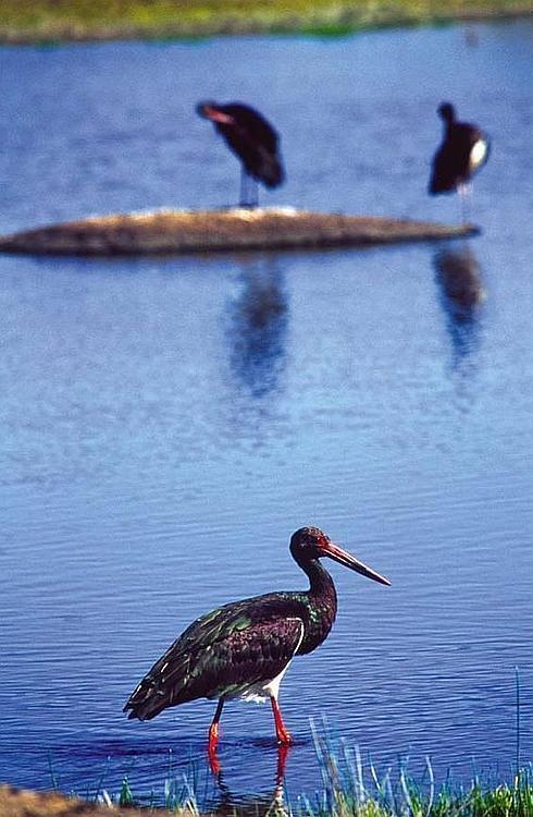 Ciguëña negra del Parque de Monfragüe