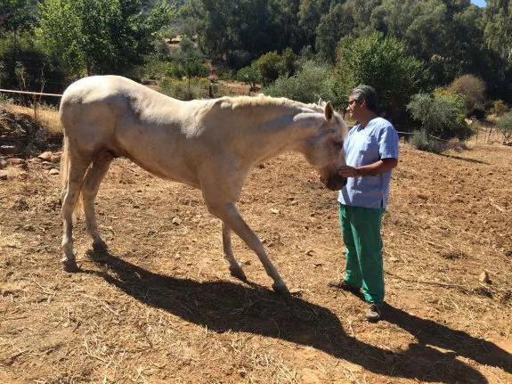 El veterinario Pedro Chimeno atiende al ejemplar que padece esta patología. :: hoy