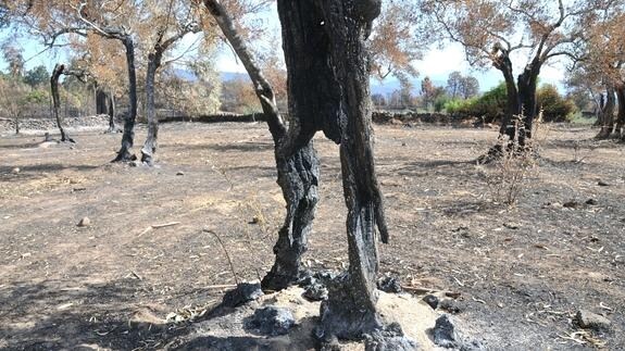 Árboles arrasados por el incendio de la Sierra de Gata del pasado verano:: HOY