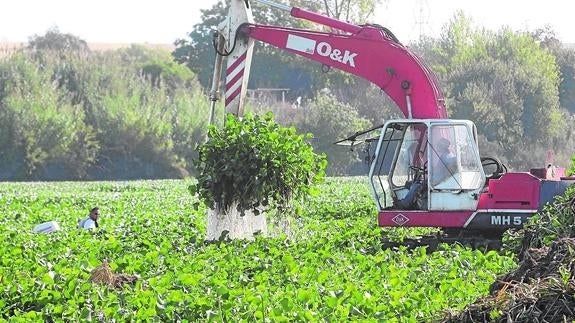 Emeritenses observan la planta en el tramo urbano del río