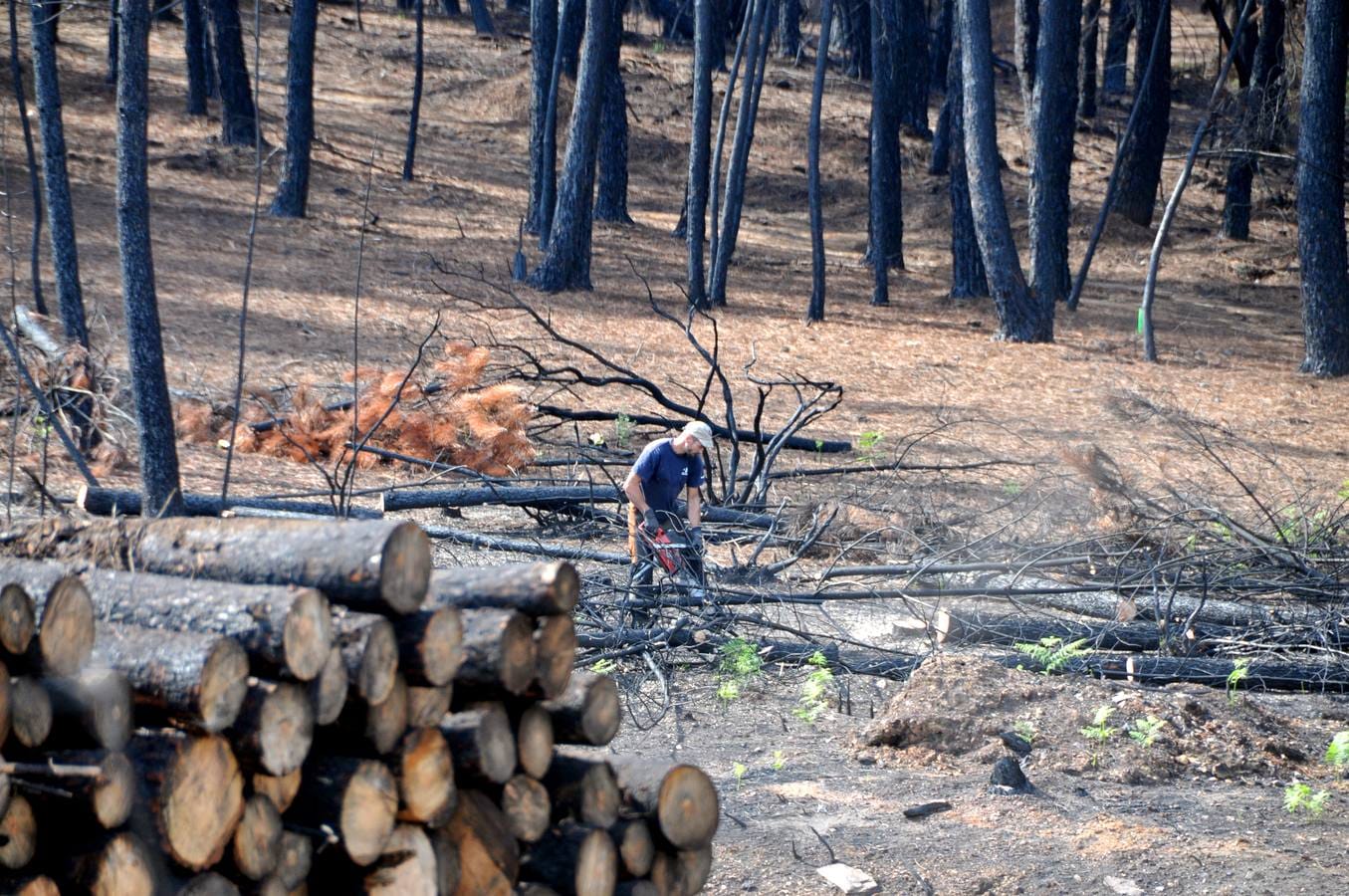 Un trabajador de una empresa portuguesa corta madera quemada cerca del cruce de La Fatela, en el corazón de la zona incendiada. 