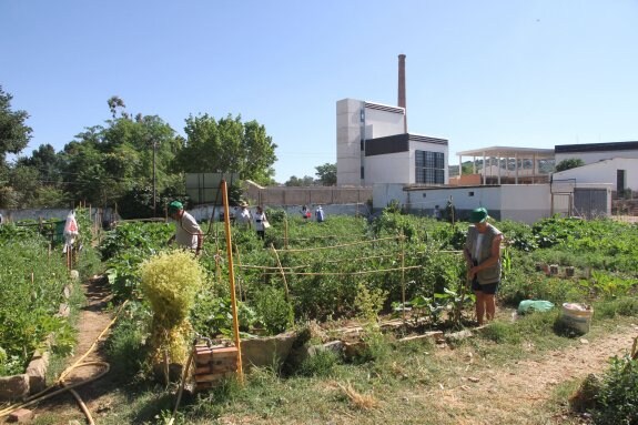 Huertos de ocio del Ayuntamiento en la Ribera del Marco. :: HOY