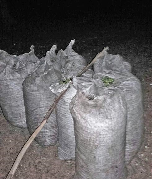 Sacos de aceituna intervenidos por la Guardia Civil a los detenidos.