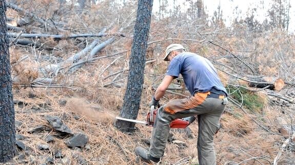 Trabajos de tala en los montes quemados de la Sierra de Gata:: 