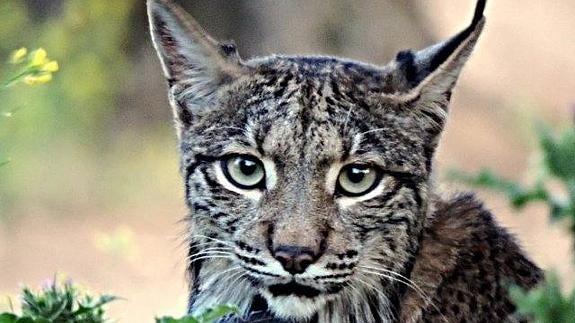 Buscan nuevas zonas en Extremadura para el lince
