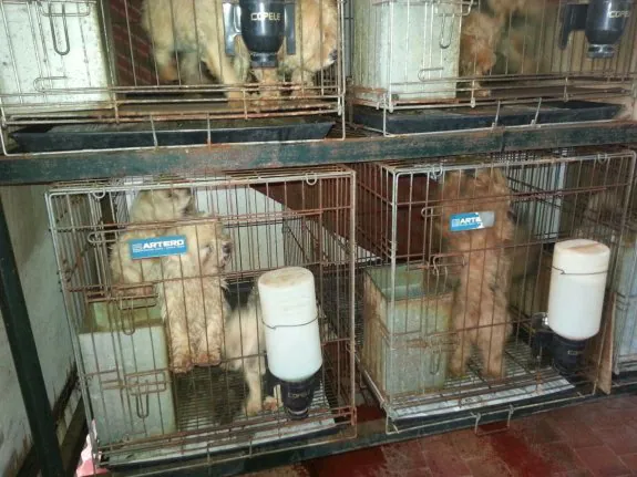 Las jaulas en las que se encontraban los perros :: HOY