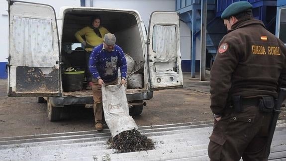 Un grupo de vecinos de Pela llega a las manos con ladrones de aceitunas
