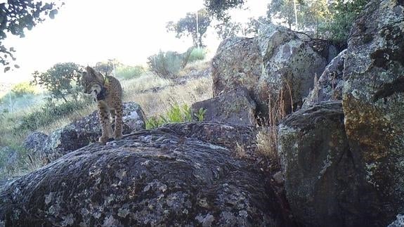 El macho Komodo, en una fotografía tomada en julio en el valle del Matachel