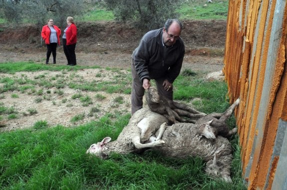 El padre de Ramón Solís, con algunas de las ovejas muertas. :: brígido