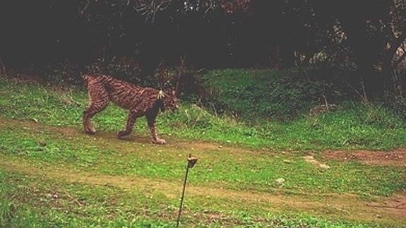 Labrador, en el Valle del Matachel:: HOY