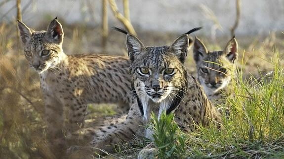 Ejemplares de lince ibérico nacidos en el centro de cría en cautividad El Acebuche, en Doñana, donde en los próximos días se espera el nacimiento de nuevos felinos por tercer año consecutivo.