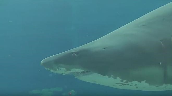 Un buzo casi pierde el brazo tras el ataque de un tiburón