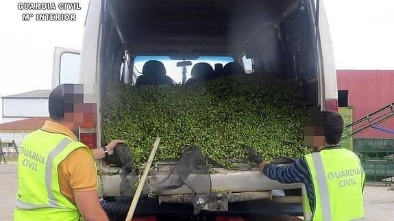 Aceituna robada en un olivar de la provincia de Badajoz recuperadas por la Guardia Civil:: HOY