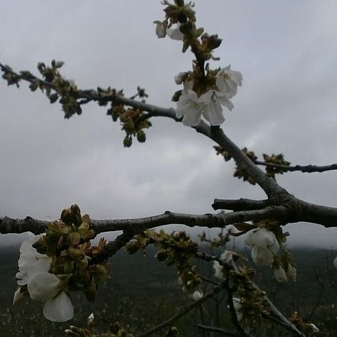 Estado de la floración a día 29 de marzo. 