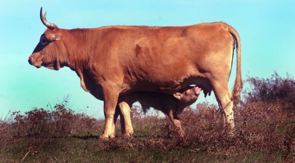 Imagen de archivo de una vaca y un becerro. :: hoy