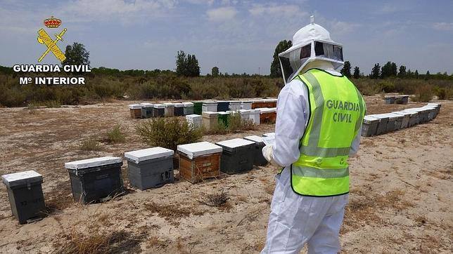 Detenido tras denunciar siete veces el robo de sus colmenas en Logrosán para cobrar el seguro