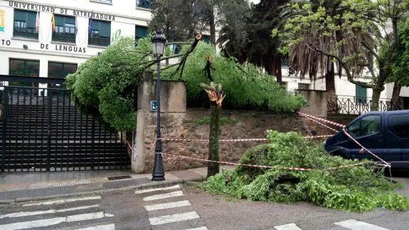 Árbol tronchado en la Avenida Virgen de la Montaña. :: a. méndez