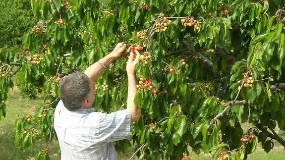 Recolección de cerezas en el Valle del Jerte