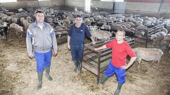 De izquierda a derecha, José Luis Talavera, Juan Antonio Rodríguez y David López, tres alumnos de la escuela de pastores, en la explotación ovina de Mario Díaz, donde hacen prácticas