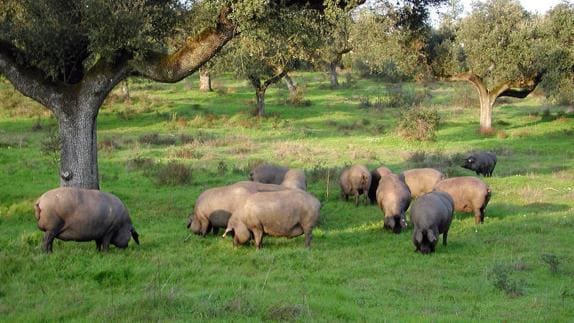 Cerdos alentejanos durante la montanera en una finca lusa