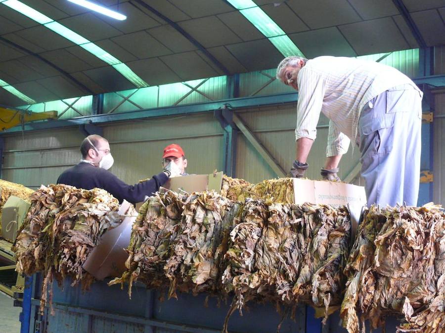 El sector tabaquero pide a la Junta un plan de sostenimiento del cultivo