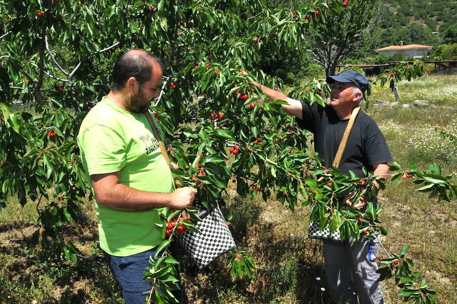 tareas de recolección de cerezas en una finca del Valle del Jerte