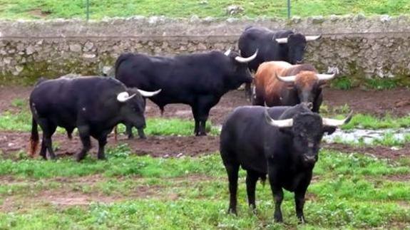Sabías que la tradición obliga a sacrificar a la madre y familia del toro  que 'mata' a un torero? | Hoy